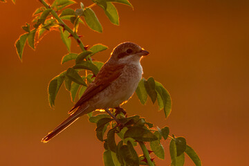 Red-backed shrike (Lanius collurio) male, beautiful songbird sitting on a branch at sunset. Shrike silhouette with orange background. Wildlife scene from nature. Czech Republic