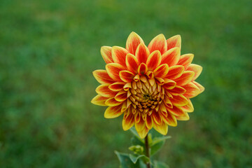 Single dazzling magic dahlia flower growing in a field. Orange and yellow flower.