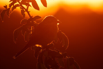 Red-backed shrike (Lanius collurio) male, beautiful songbird sitting on a branch at sunset. Shrike silhouette with orange background. Wildlife scene from nature. Czech Republic