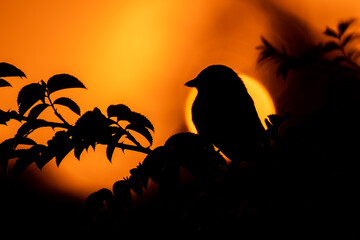 Red-backed shrike (Lanius collurio) male, beautiful songbird sitting on a branch at sunset. Shrike silhouette with orange background. Wildlife scene from nature. Czech Republic