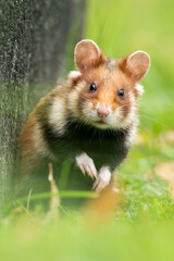 European hamster (Cricetus cricetus) an adorable furry mammal living in the fields. Detailed portrait of a wild cute animal sitting in the grass with soft green background. Austria