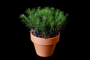 peat moss Polytrichum Commune grows in a small ceramic flower pot on black background