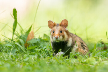 European hamster (Cricetus cricetus) an adorable furry mammal living in the fields. Detailed portrait of a wild cute animal sitting in the grass with soft green background. Austria