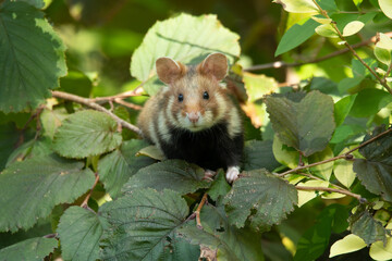 European hamster (Cricetus cricetus) an adorable furry mammal living in the fields. Detailed portrait of a wild cute animal sitting in the grass with soft green background. Austria