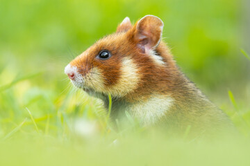 European hamster (Cricetus cricetus) an adorable furry mammal living in the fields. Detailed portrait of a wild cute animal sitting in the grass with soft green background. Austria