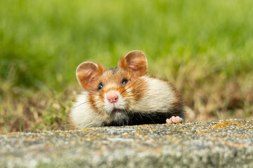 European hamster (Cricetus cricetus) an adorable furry mammal living in the fields. Detailed portrait of a wild cute animal sitting in the grass with soft green background. Austria