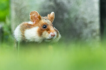 European hamster (Cricetus cricetus) an adorable furry mammal living in the fields. Detailed portrait of a wild cute animal sitting in the grass with soft green background. Austria