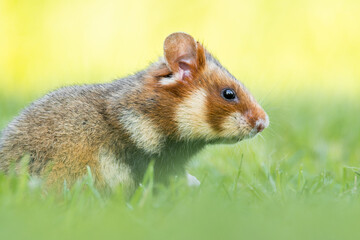 Naklejka na ściany i meble European hamster (Cricetus cricetus) an adorable furry mammal living in the fields. Detailed portrait of a wild cute animal sitting in the grass with soft green background. Austria