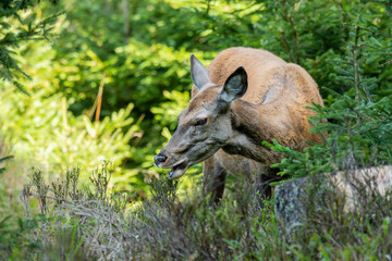 Red deer (Cervus elaphus)  in the forest. Beautiful brown majestic mammal in its environment in rutting season with soft background. Wildlife scene from nature. 