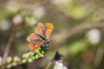 Ein kleiner Feuerfalter sitzt auf einer Pflanze auf einer Wiese.