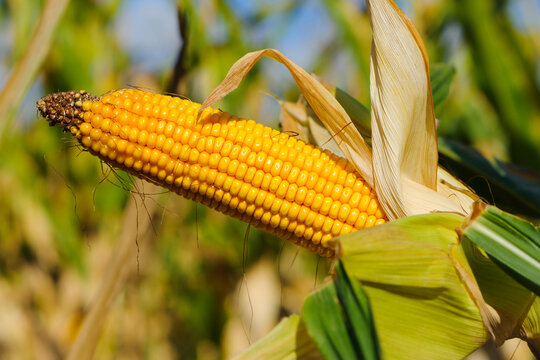 ears of corn and green leaves on a field background close-up. farm, A selective focus picture of corn cob in organic corn field. concept of good harvest, agricultural, yellow corn kernels