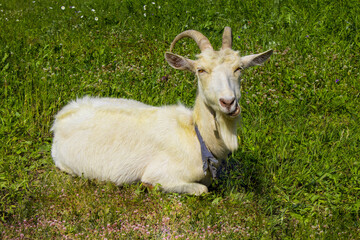 Laughing goat in the meadow