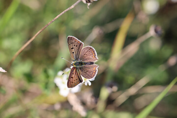 Obraz premium Portrait eines Feuerfalters auf einer Pflanze.