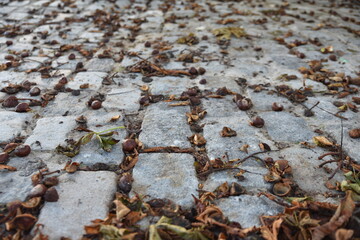 Allée pavée en automne