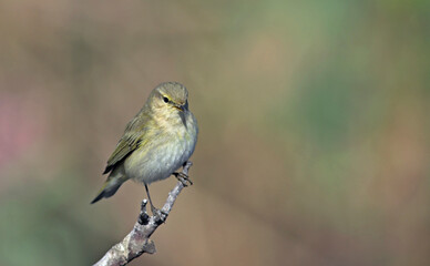 Common Chiffchaff (Phylloscopus collybita), Greece