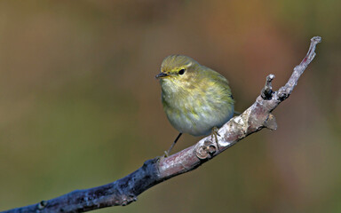 Common Chiffchaff (Phylloscopus collybita), Greece