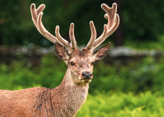 Red Stag Deer looking at the camera with woodland background