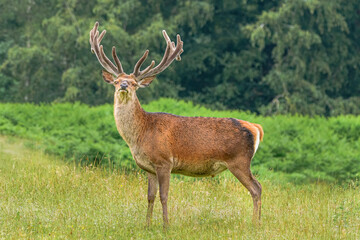 Red Deer Stag with woodland and bracken green background