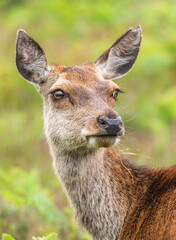 A red hind deer portrait looking away green background