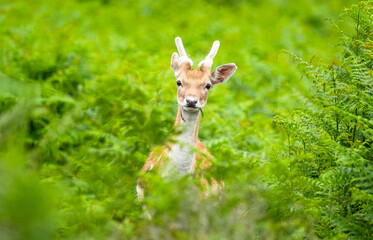 Young deer looking out of the bracken early signs of antlers green background