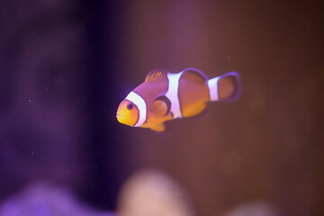 Fototapeta na wymiar Portrait eines Anemonenfisch im Aquarium, Nemo im Aquarium. 