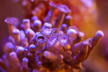 Naklejka na ściany i meble Eine Koralle im Meerwasseraquarium. 