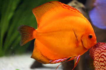 Blick auf Diskusfische, die im bepflanzten Aquarium schwimmen. Tropische Fische.
