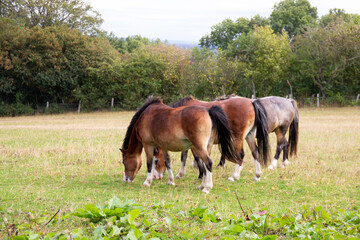 Three fat ponies grazing  happily in their field on a summers day piling on the pounds and getting...