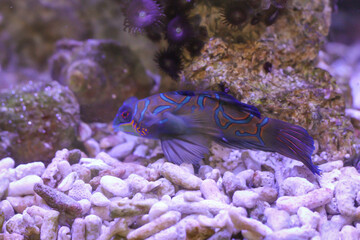 Ein männlicher Mandarinfisch in einem Meerwasseraquarium.
