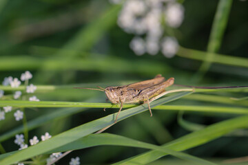 Ein brauner Grashüpfer sitzt auf dem Blatt einer Graspflanze.