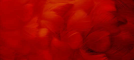 A bright red feather. Abstract blurred background made of bird plumage. Cabaret, holiday. Banner. Close-up, soft focus