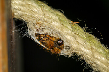 Eine Nahaufnahme einer Raupe des Goldafters beim einspinnen.
