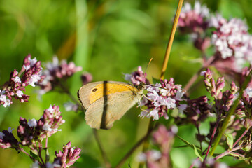 Ein kleines Wiesenvögelchen auf der Blüte einer Wiesenpflanze.