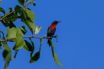 Male Vigors's Sunbird sitting on a branch of tree from Hersul,Nashik,maharashtra,India