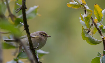 The common chiffchaff (Phylloscopus collybita), or simply the chiffchaff
