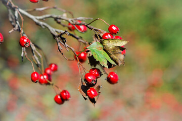 Obraz premium Crataegus. autumn forest red berries on a branch. Close-up of ripe winter fruits of red hawthorn with natural background. bokeh, place for text. hawthorn bush, berries in medicine, cosmetology