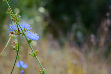 Cichorium. blue wildflowers, natural floral background. Wild autumn chicory flowers, close-up, blurred background, bokeh. summer meadow flower, blooms beautifully in blue. space for text