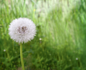 fluffy white dandelion ball