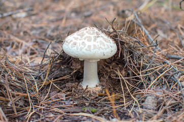poisonous mushroom white fly agaric