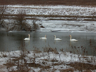Swans on icy river