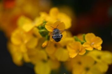 Natura
