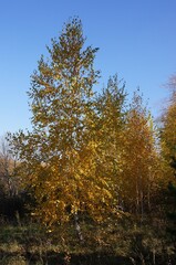 Autumn birch on the background of a clear sky