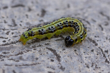 closeup of a box tree moth