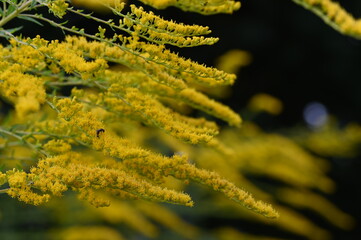 Natura