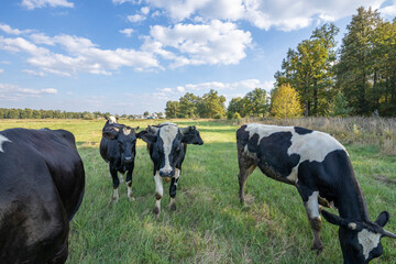 Cows on a green field grazing on a farmer's green grass. beautiful landscape with cows in the...