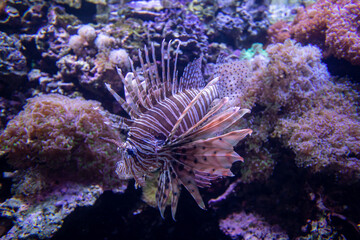 A tropical fish in aquarium close up. Purple.