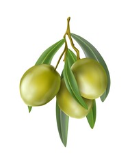 realistic vector icon. Green olives branch.