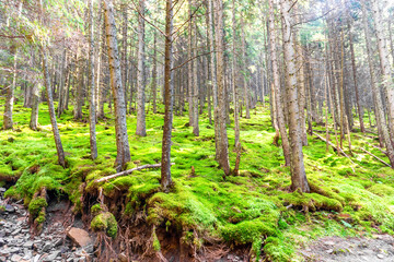 Green pine forest landscape with green sun trees