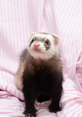 The cute ferret with pink blanket