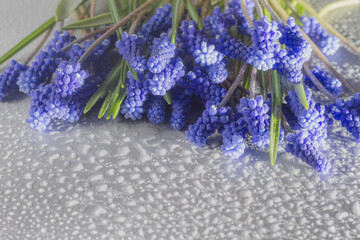 Blue flowers on a gray background in water drops, a spring bouquet